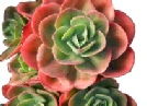 jardimseco.com